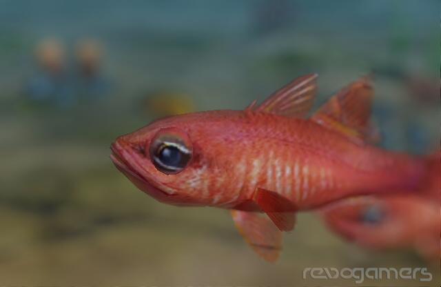 Endless Ocean 2: Aventuras Bajo el Mar (Forever Blue 2: Beatiful Ocean), imagen 7