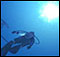 Más detalles de Endless Ocean 2