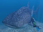 [Act] El relajante mundo de Forever Blue